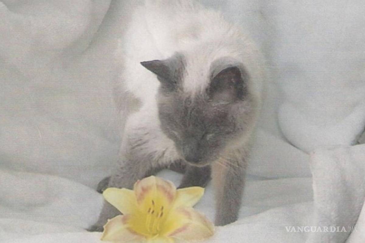 Muere 'Scooter', el gato más viejo del mundo