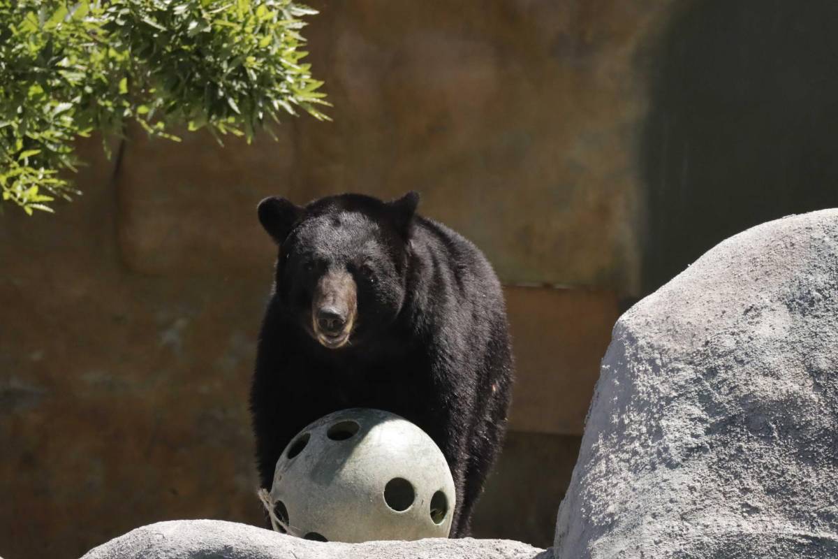 Contribuye Museo del Desierto en el rescate de osos negros en Coahuila; albergue está saturado