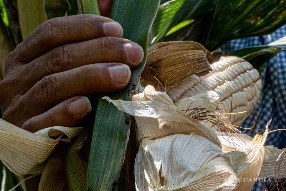 Cae producción del maíz, agricultores mexicanos pasan de héroes durante la pandemia a mártires