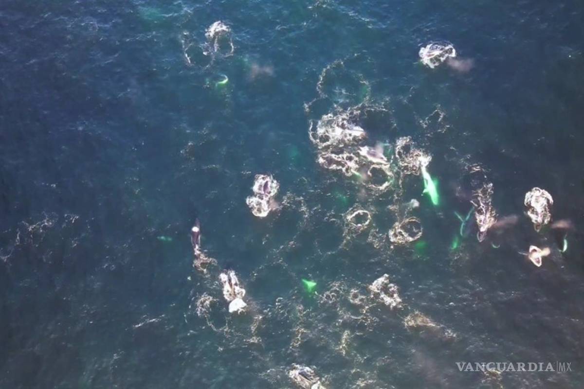 Video muestra por primera vez a ballenas creando burbujas para cazar en Australia