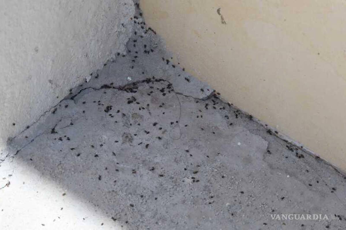 Plaga por chinches y garrapatas preocupa a saltillenses; expertos recomiendan realizar dos fumigaciones al año