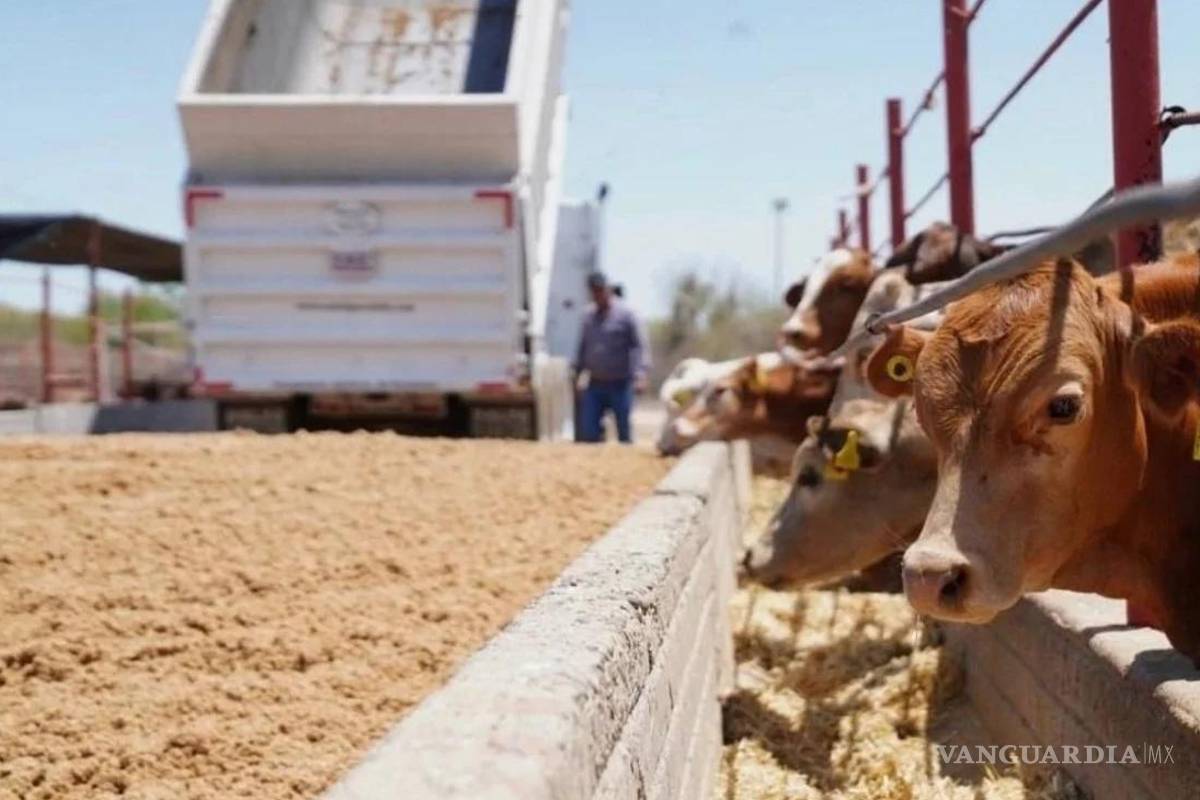 Coahuila: Urge aplicar principio precautorio en importación de ganado ante amenaza del gusano barrenador