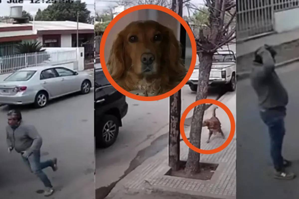 Facebook viral  Cámara de seguridad revela lo que hace un perro