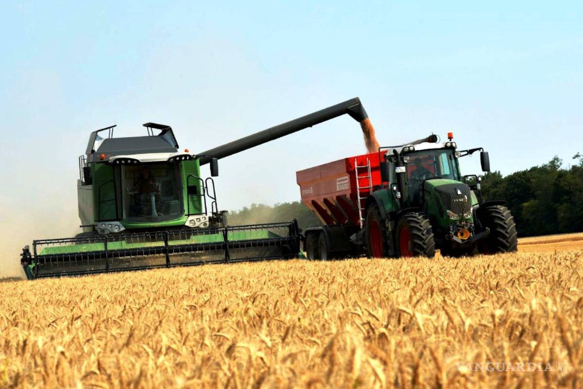 Habrá menos trigo y maíz, bajan previsión de producción mundial