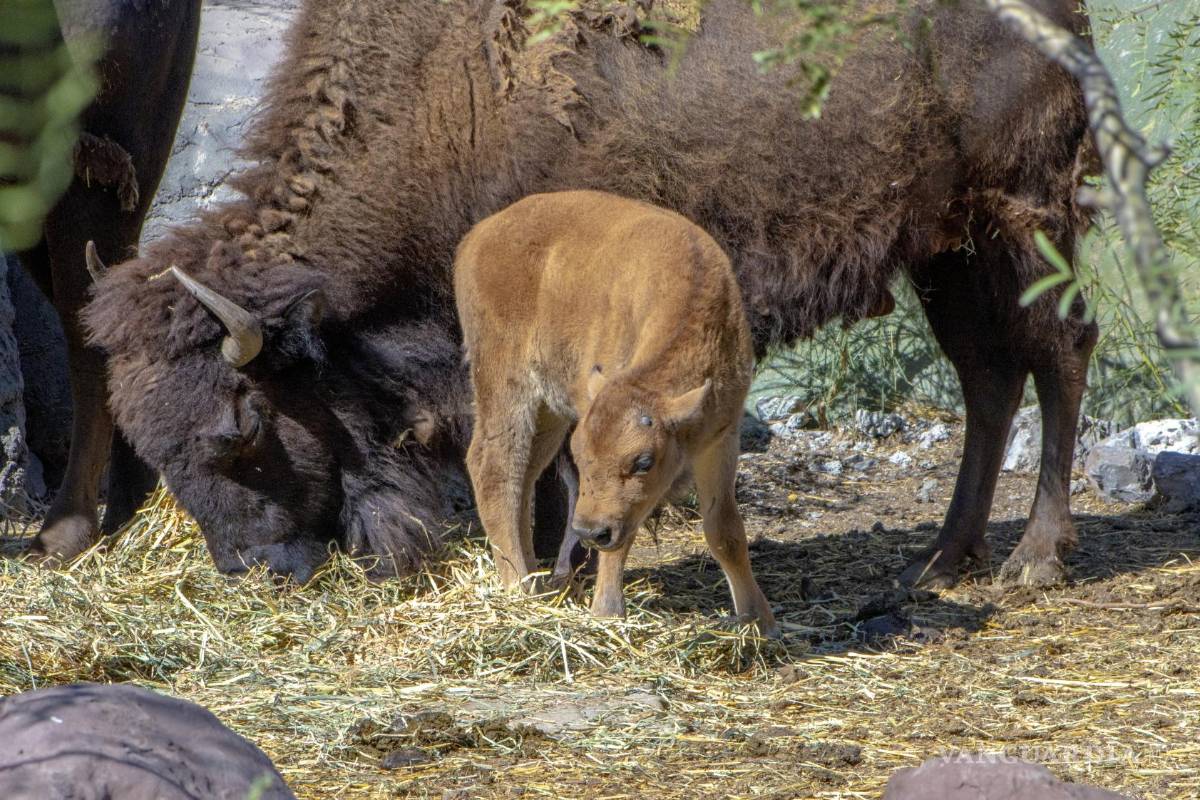 $!Bisonte recién nacido en el museo, resultado de sus esfuerzos de conservación.