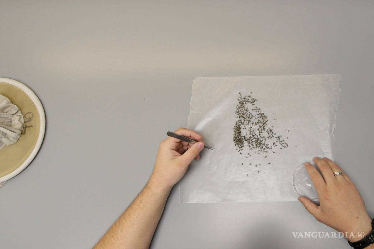 Esterilizan con radiación a mosquitos para erradicar el zika