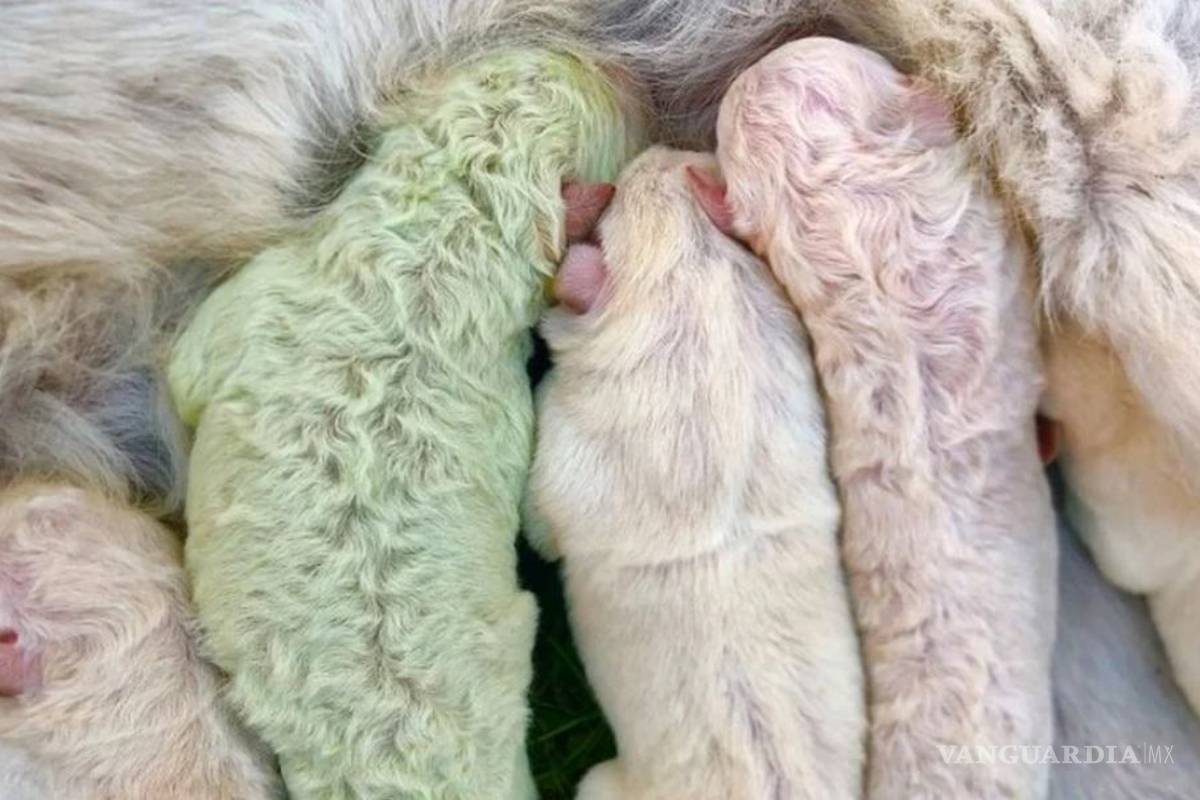 Nace perrito color verde en Italia, su nombre es 'Pistacho'