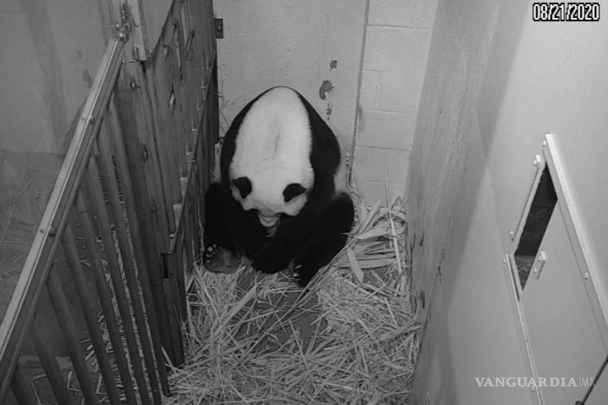 Zoológico de Washington reporta nacimiento de panda por inseminación artificial