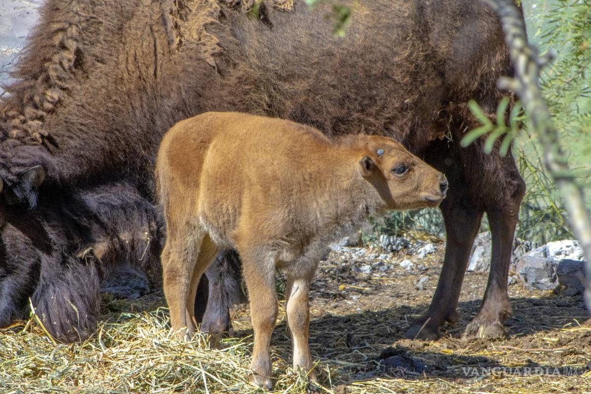 Bisonte ‘bebé’ de Saltillo busca nombre; Museo del Desierto abre convocatoria para sugerencias