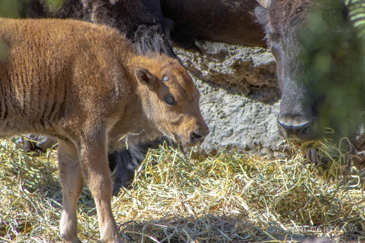 $!En los primeros días no se ha requerido intervención humana.