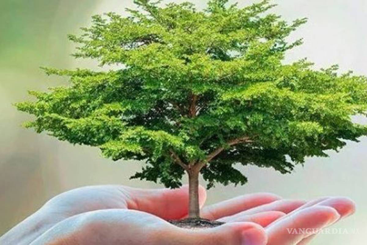 Hoy es el Día del Árbol