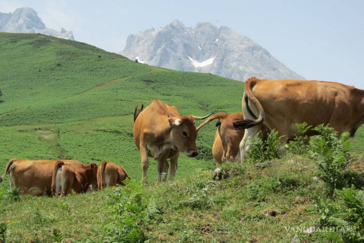 Antibióticos aumentan emisión de metano de estiércol vacuno: Estudio