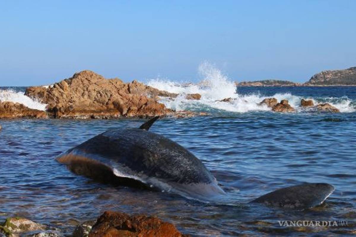 Encuentran ballena muerta con 22 kilos de plástico en su estómago en Italia, estaba embarazada