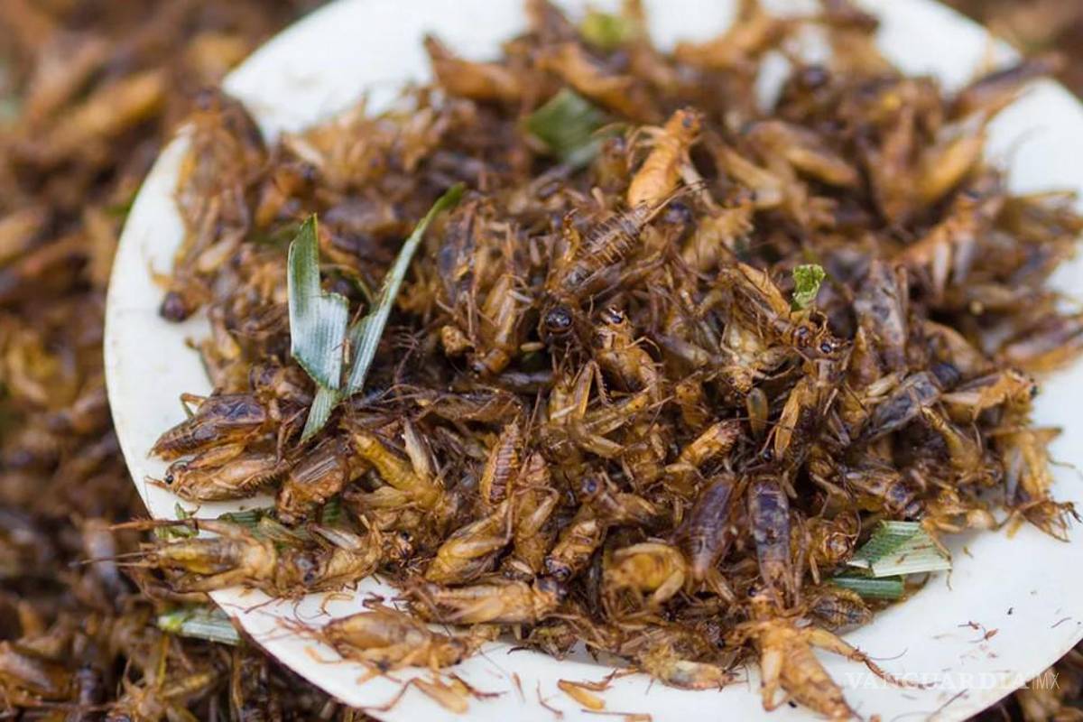 Saltillo: ¿Quieres aprender a cocinar platillos gourmet con insectos? Inscríbete en el taller que impartirá la UAdeC