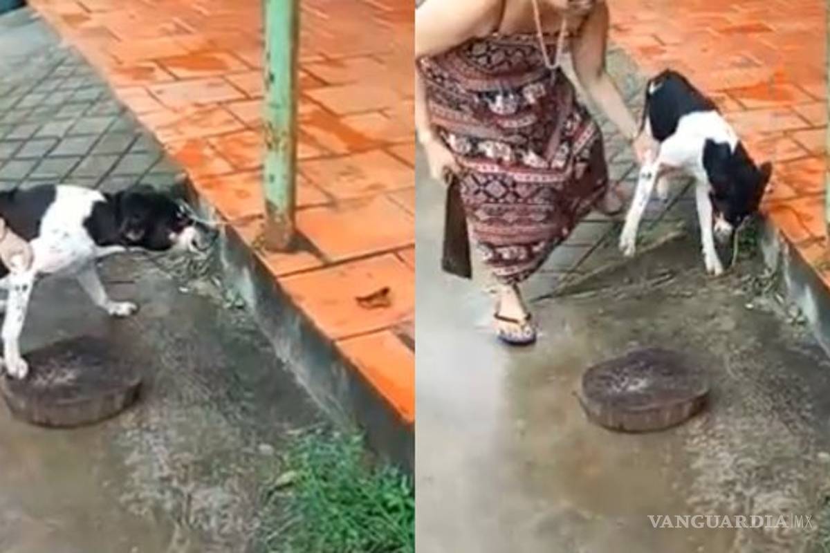 sádica mujer agarra un machete y corta la patita de su perra (Video fuerte)