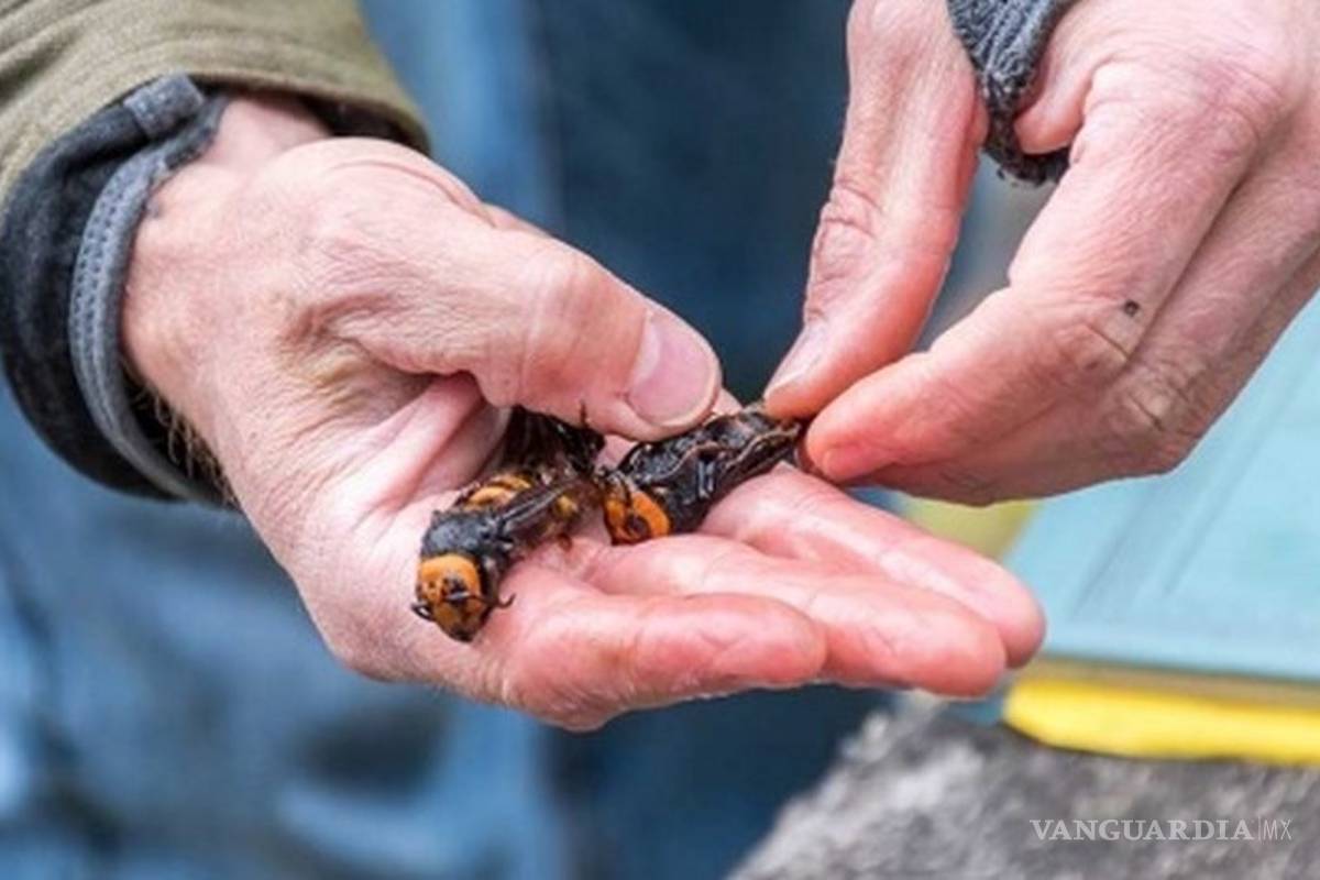 ¡Increíble! El 'avispón asesino' es un bocadillo en Japón