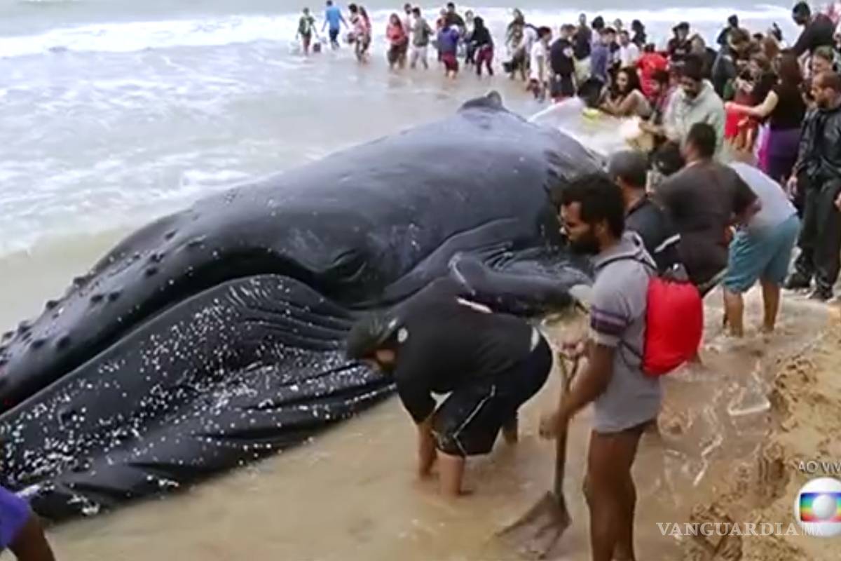 Ecologistas devuelven a una ballena al mar tras un día varada en Brasil