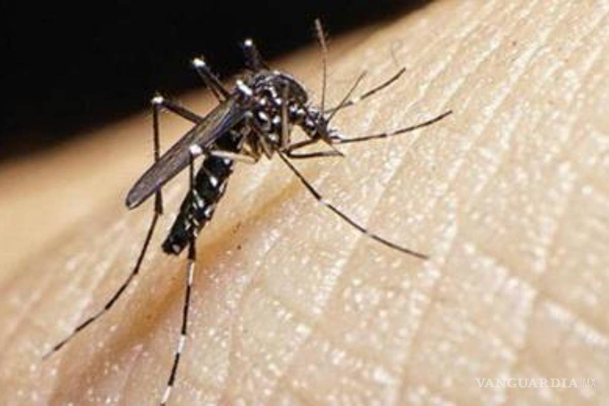 Detectan SS los primeros casos positivos de dengue en Coahuila