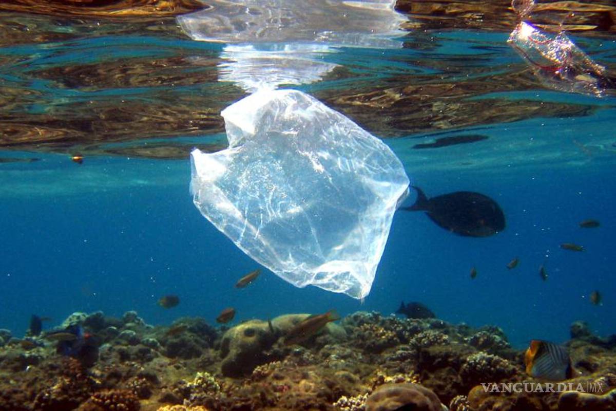 ¡Larga vida al mar!: Crean bolsa que en el agua se convierte en comida para peces