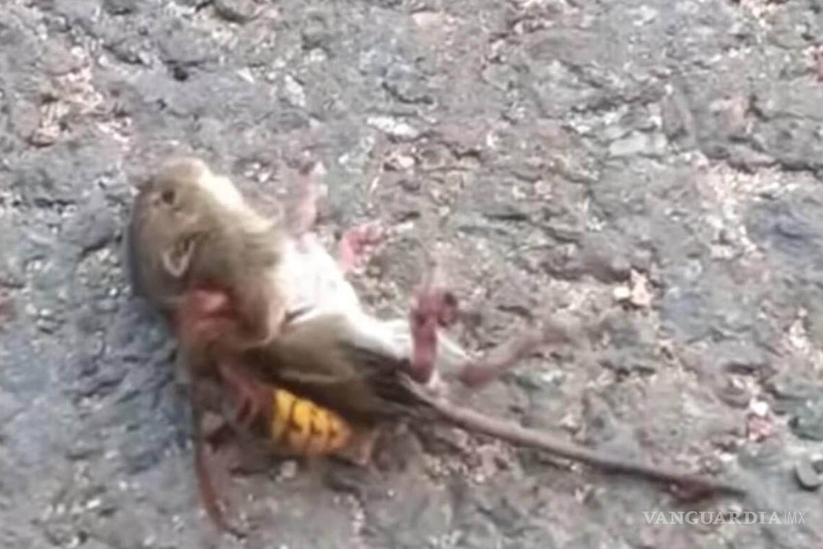 El impresionante momento en que un avispón asesino mata a un ratón (video)