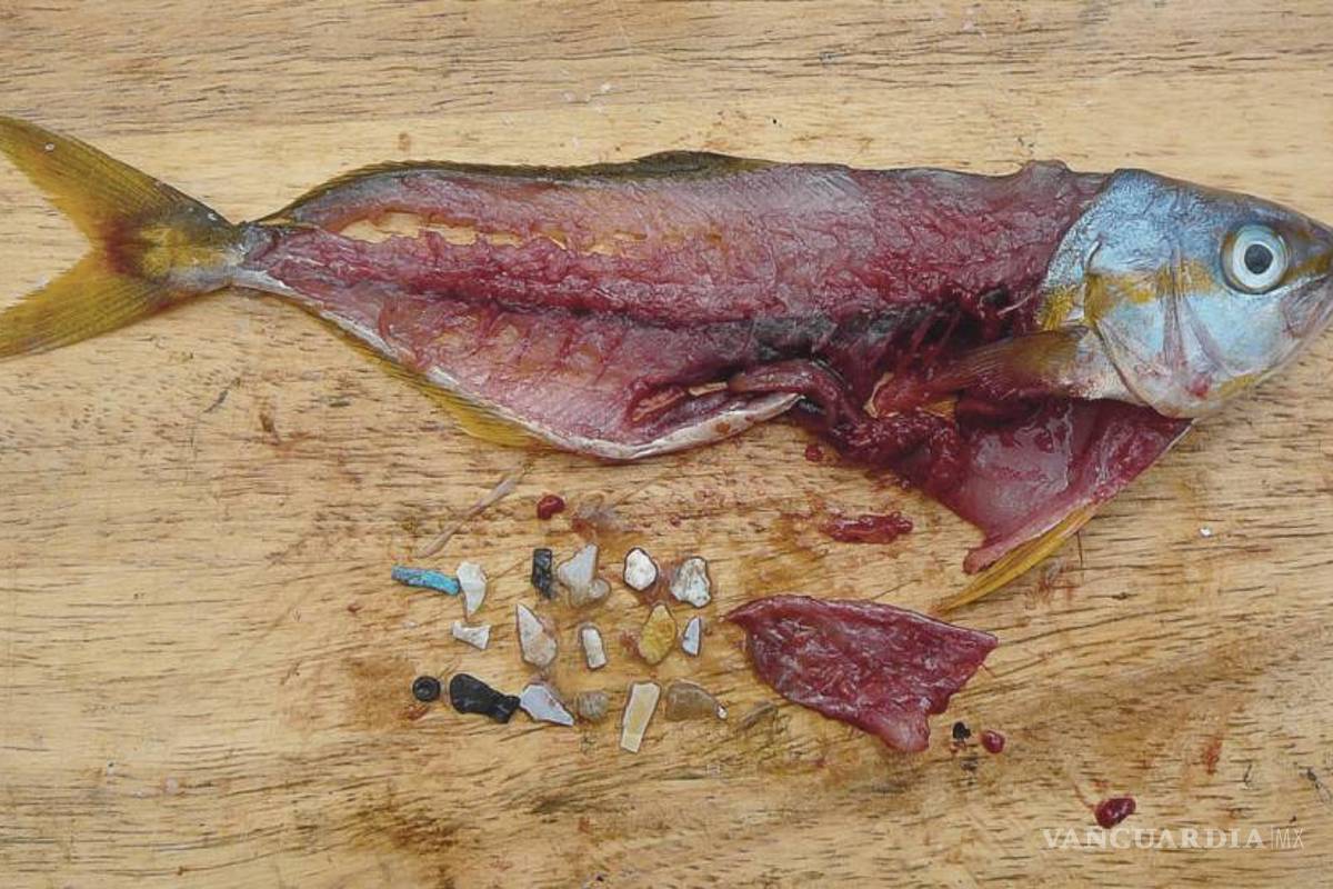 $!Cada semana consumes 5 gramos de plástico sin darte cuenta