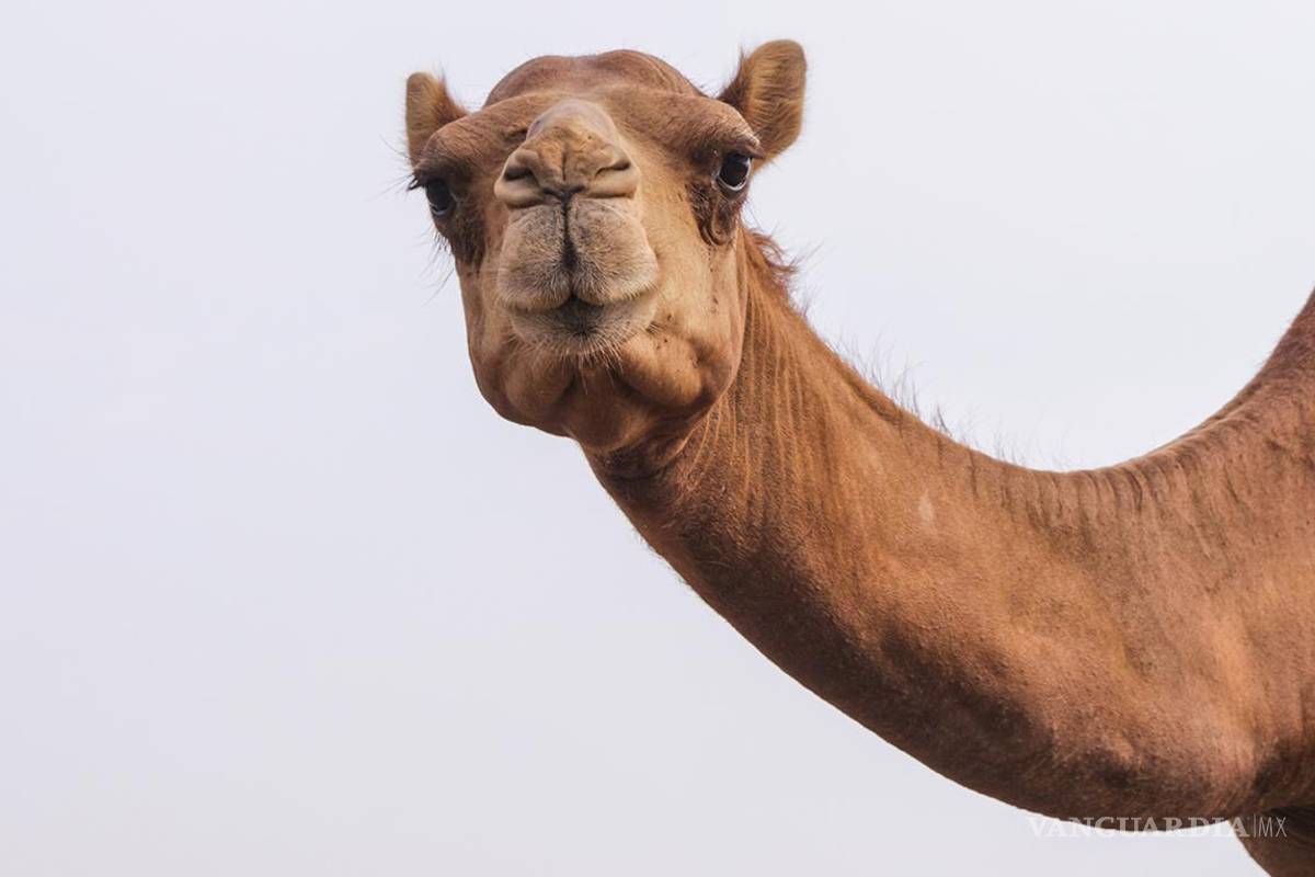 Australia sacrifica a diez mil camellos con francotiradores que disparan desde helicópteros