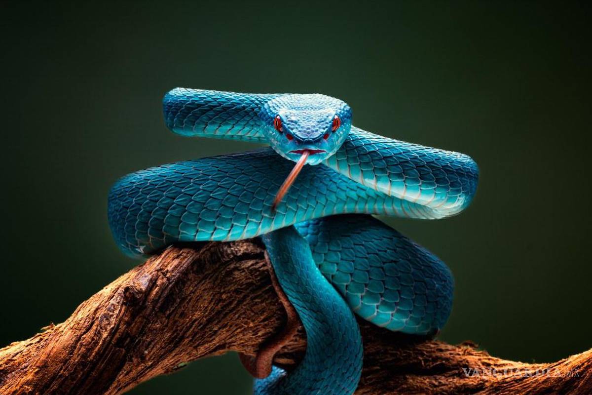 $!El top 10 de los animales más letales del mundo... el número 1 te sorprenderá