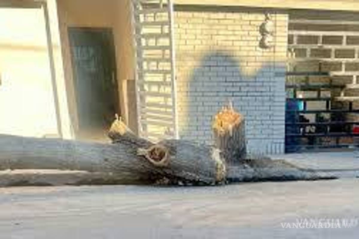 Acumula Saltillo más de 500 árboles talados en 2025; se han plantado más de 8 mil