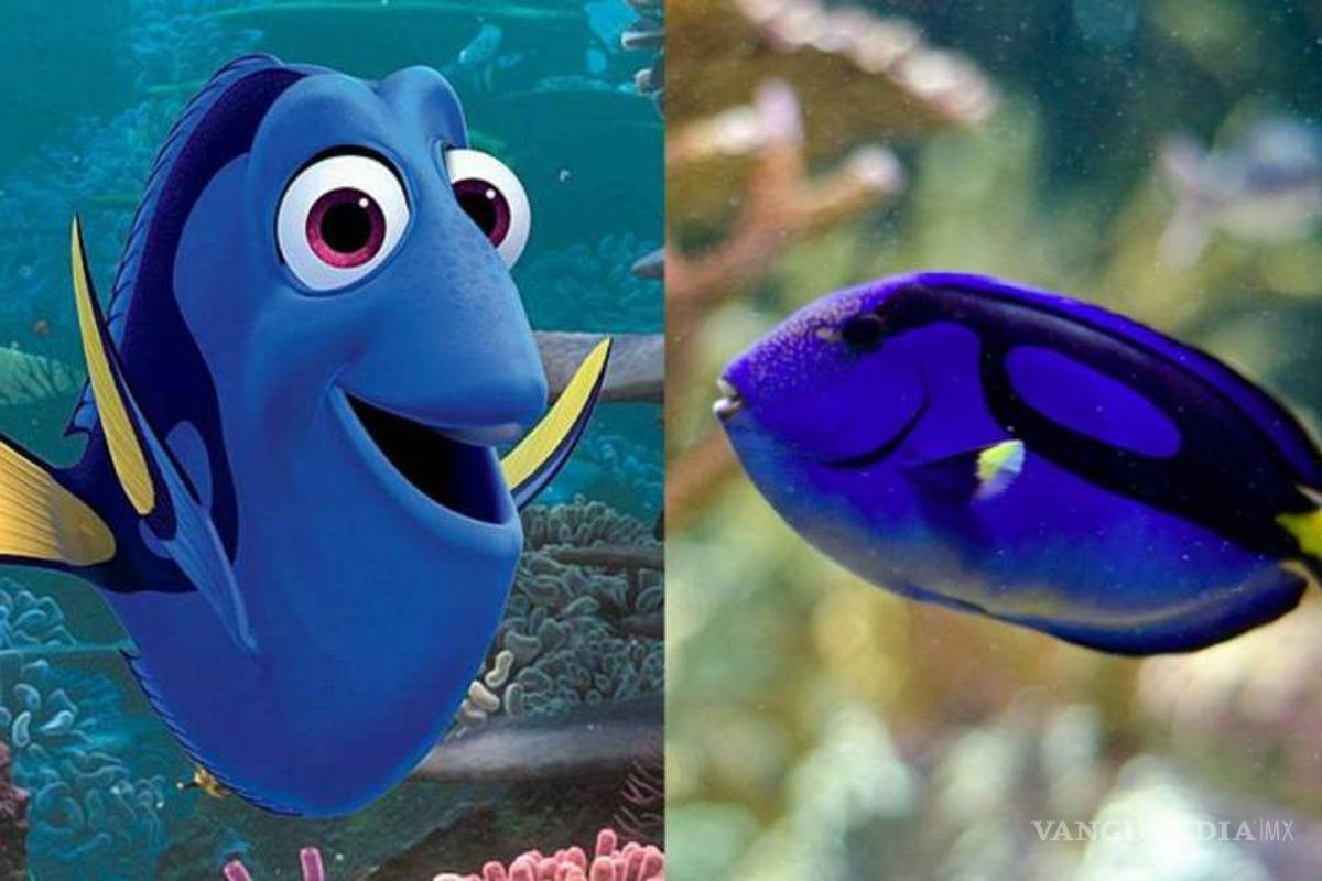 Científicos logran criar en cautiverio a 'Dory'