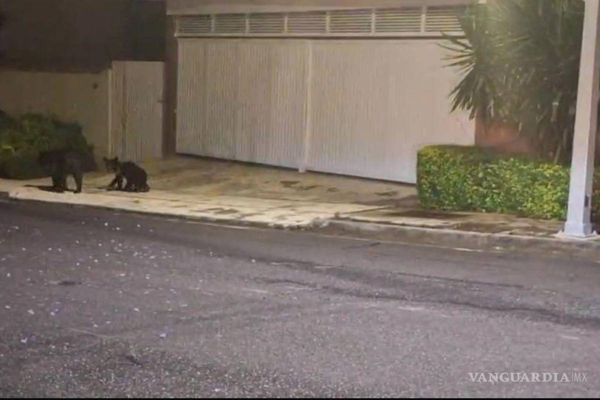 Cuatro osos en sector habitacional movilizan a elementos de Protección Civil de Nuevo León