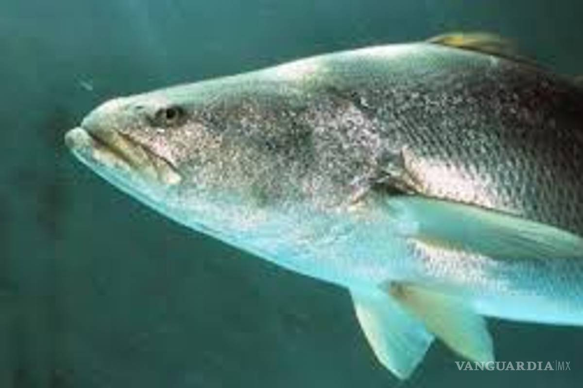 $!Como en el caso Ovidio Guzmán: fuerzas armadas capturan a integrantes del Cártel del Mar... ¡pero los dejan en libertad!