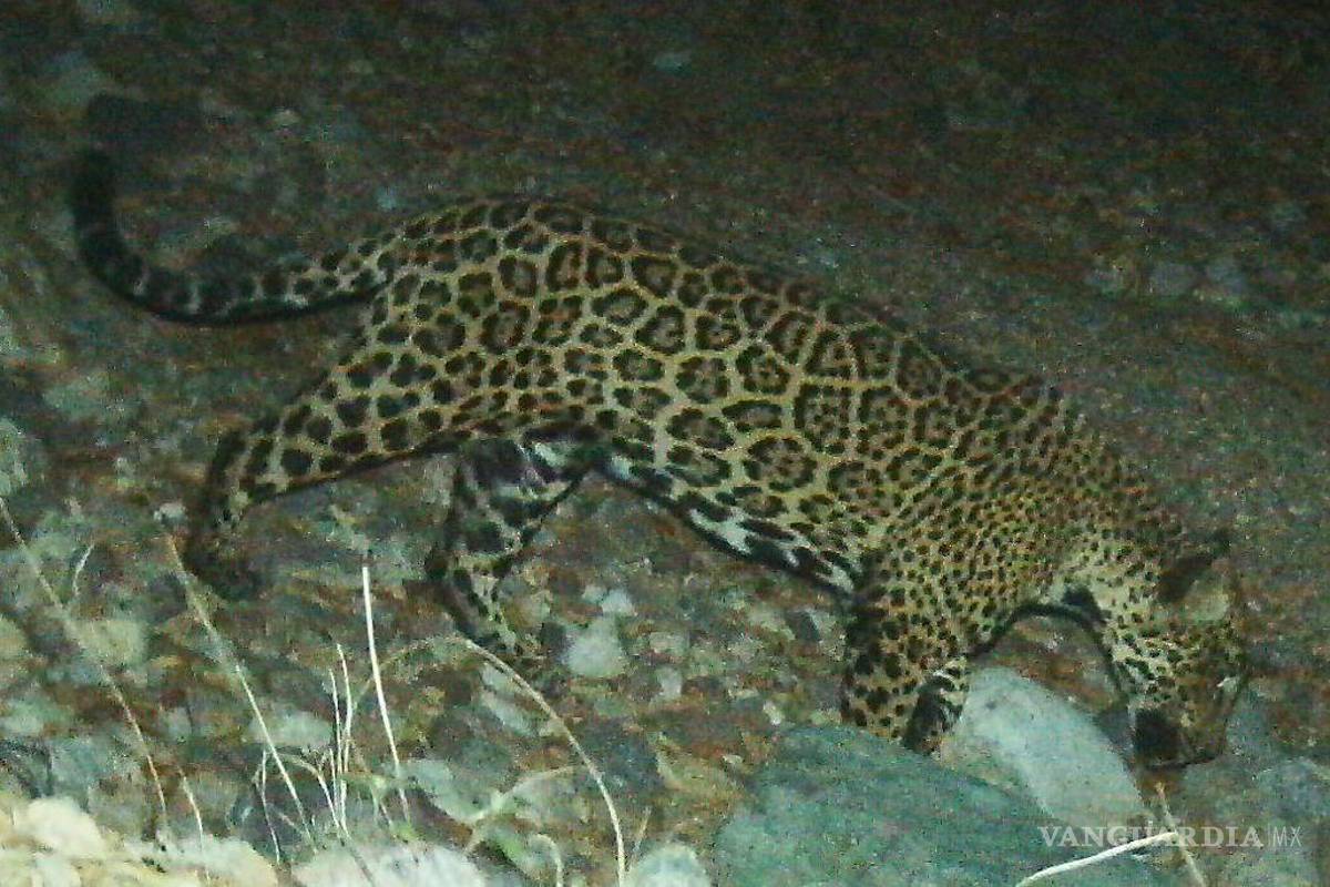 ‘El Jefe’, un jaguar viajero entre Estados Unidos y México que es un símbolo contra el muro