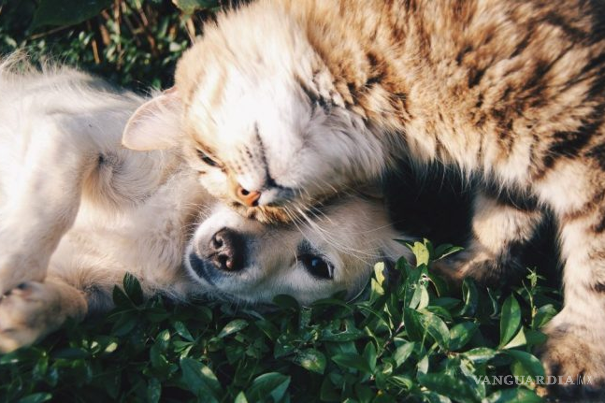 Día mundial de los animales: Preservación de las especies es de carácter primordial, declara OMPA