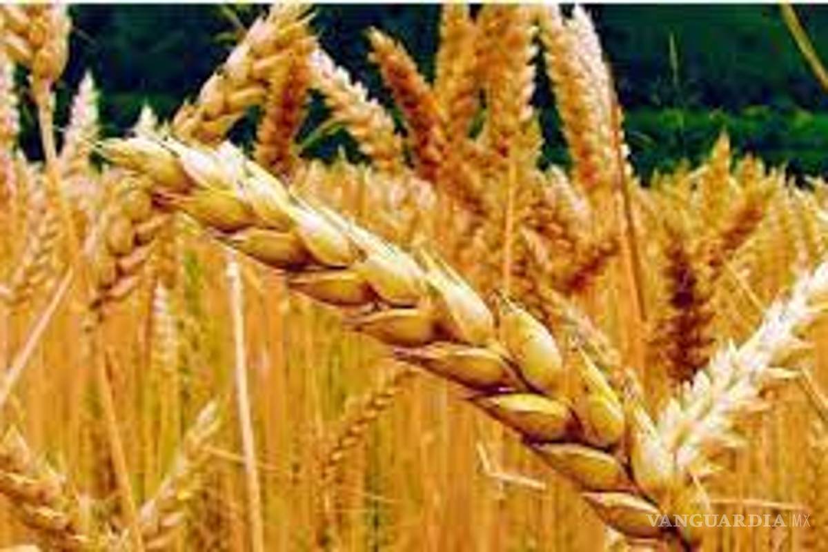 Ante baja en producción, tendrán que comprar trigo en Sonora