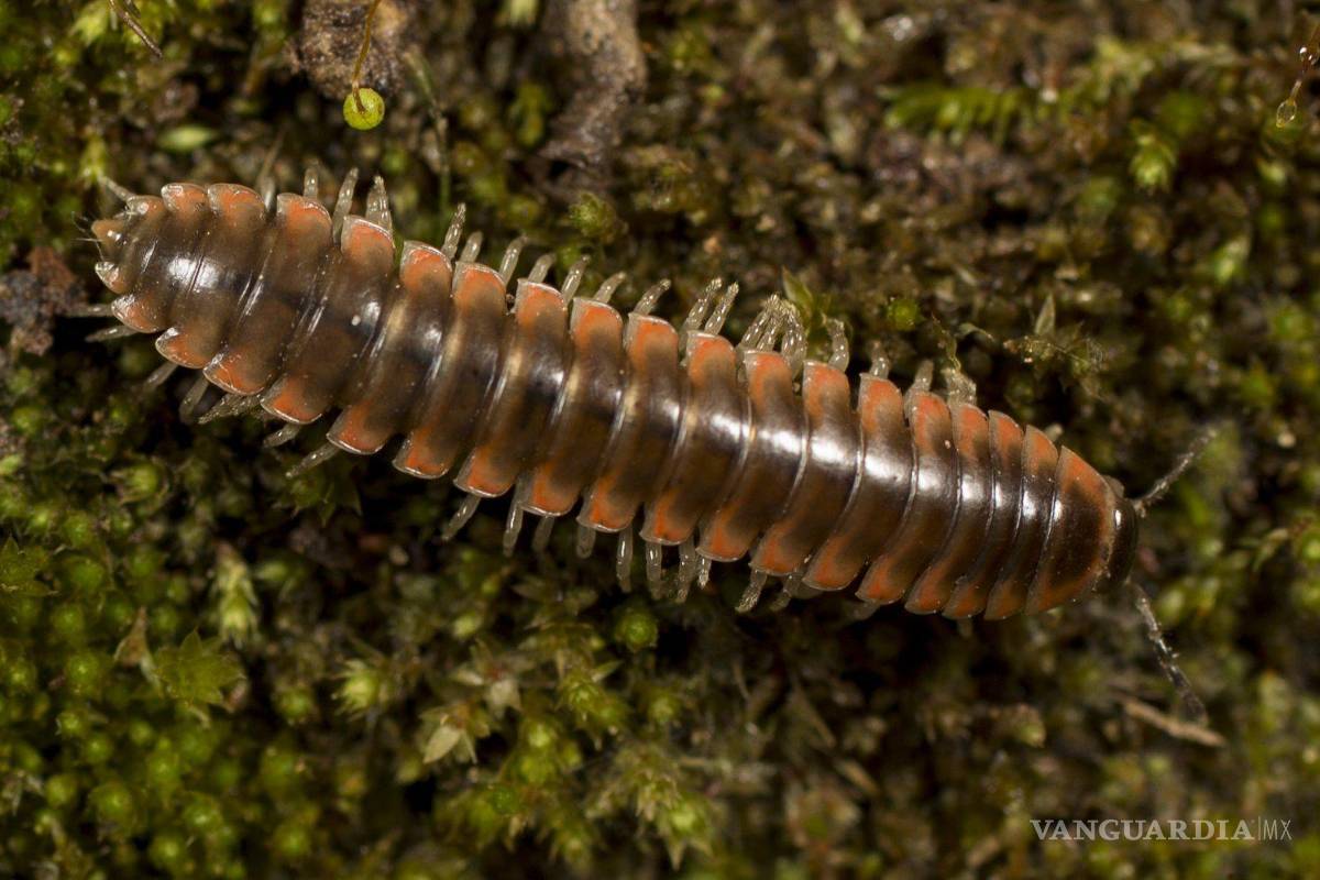 $!Una nueva especie de cienpiés fue nombrado Taylor Swift por un científico que es admirador de la cantante estadounidense.