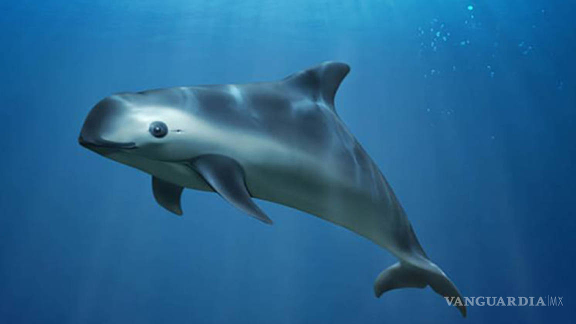 Vaquita marina se podría extinguir en junio: ¡quedan menos de 22 ejemplares!