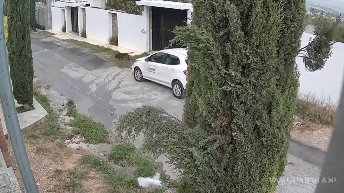 Difunden atropellamiento intencional de perrita en Lomas de Lourdes, Saltillo