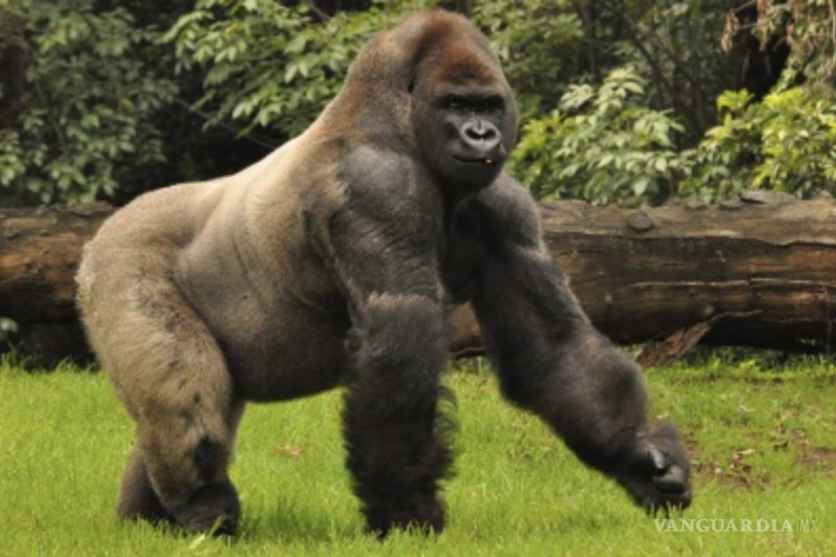 Necropsia de Bantú, “una carnicería”, revelan fotos