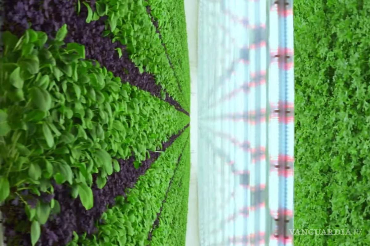 Granja vertical: la revolución de la producción de alimentos