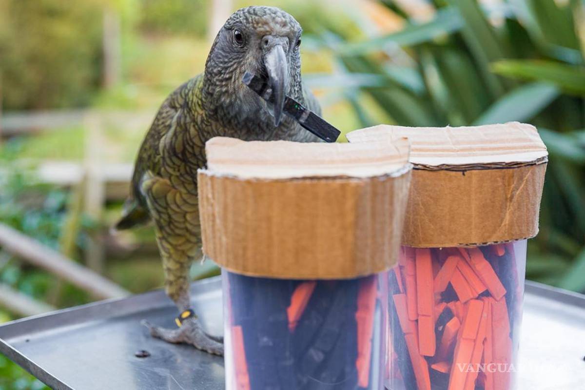 Loros con inteligencia humana