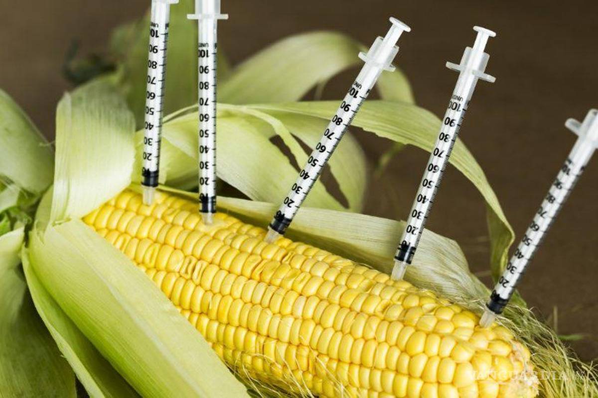 Suprema Corte negó amparo a Monsanto y otras trasnacionales para sembrar maíz transgénico