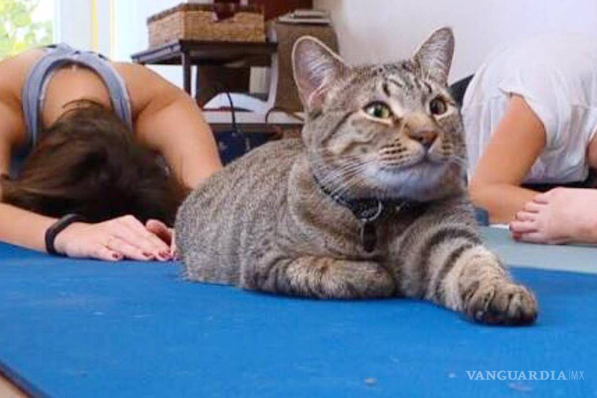 Meditación y energías felinas