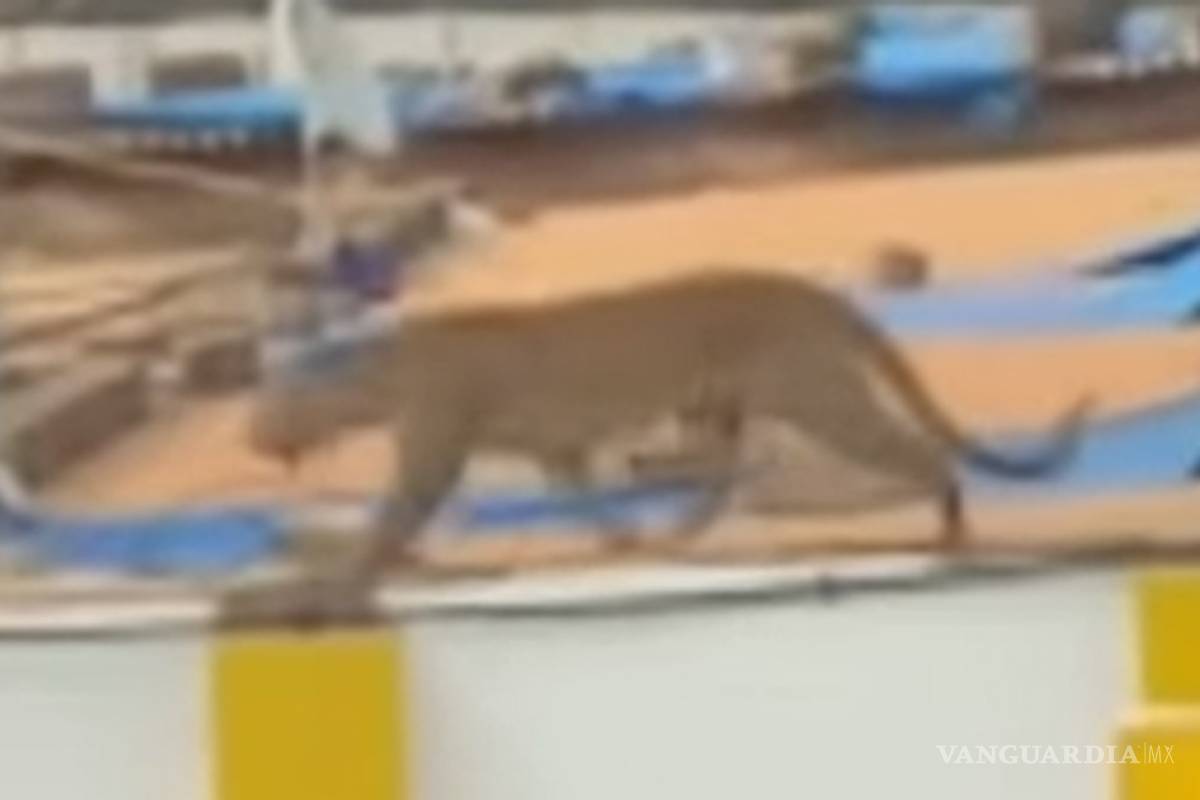 Leopardo se mete en colegio de la India