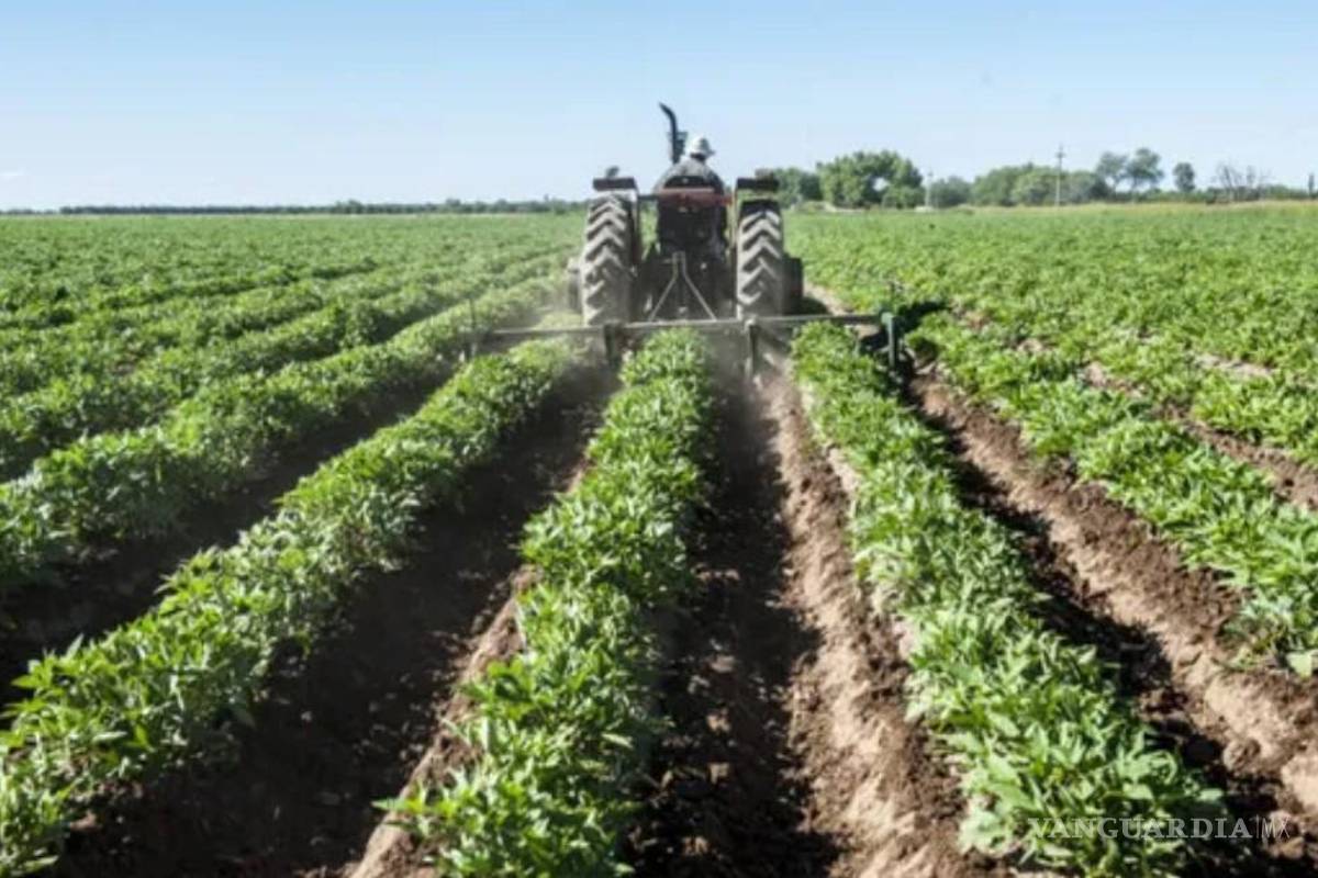 En riesgo siembras por la burocracia en Segalmex y Sader