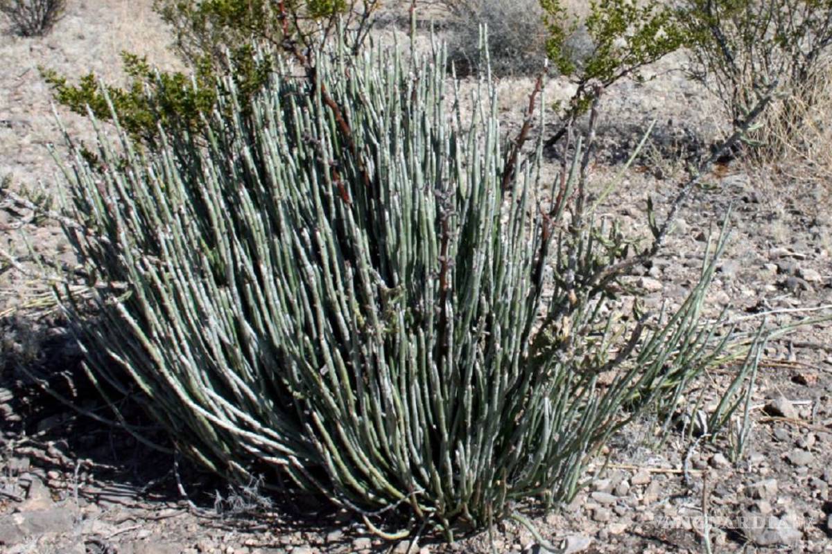 Capacitan a campesinos en explotación de candelilla