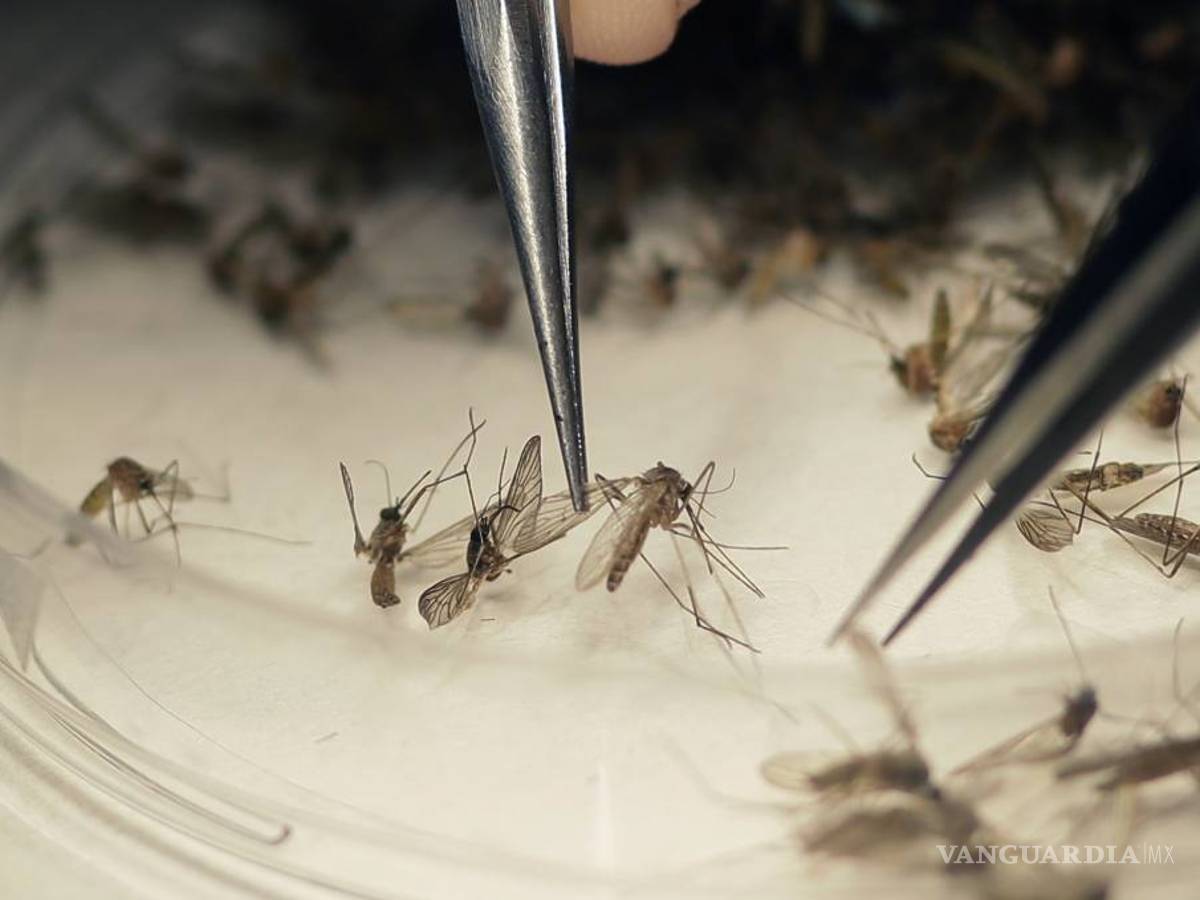 $!Revelan plan vs. el zika, chikungunya y el dengue