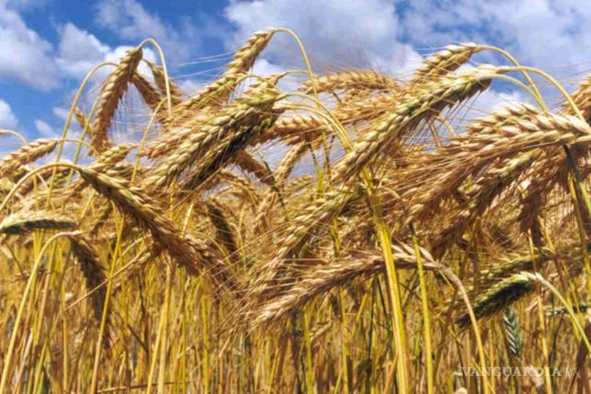 $!El café, chocolate, jarabe de maple y otros ingredientes desaparecerían por el cambio climático