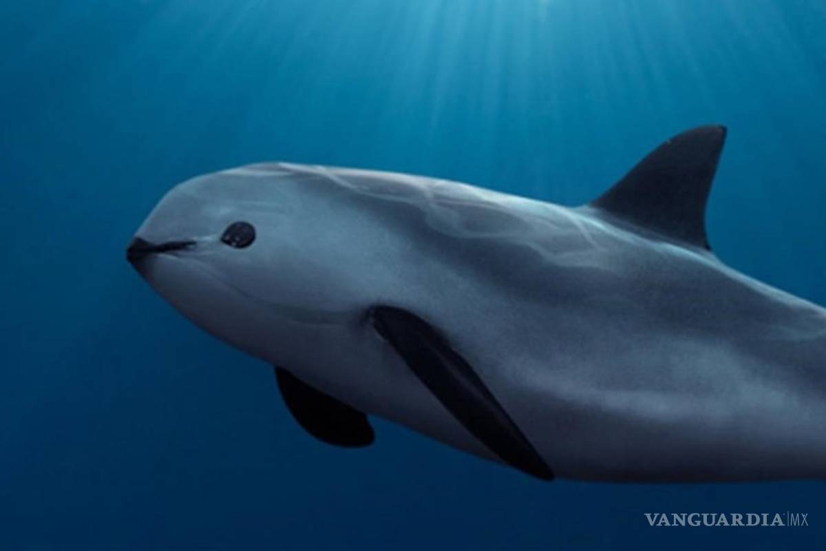 Emplaza UNESCO a México a proteger hábitat de vaquita marina