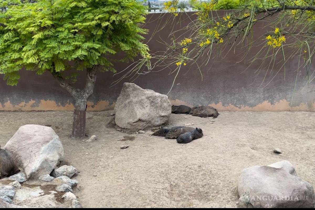 Saltillo: así reaccionaron los animales del MUDE durante el eclipse solar