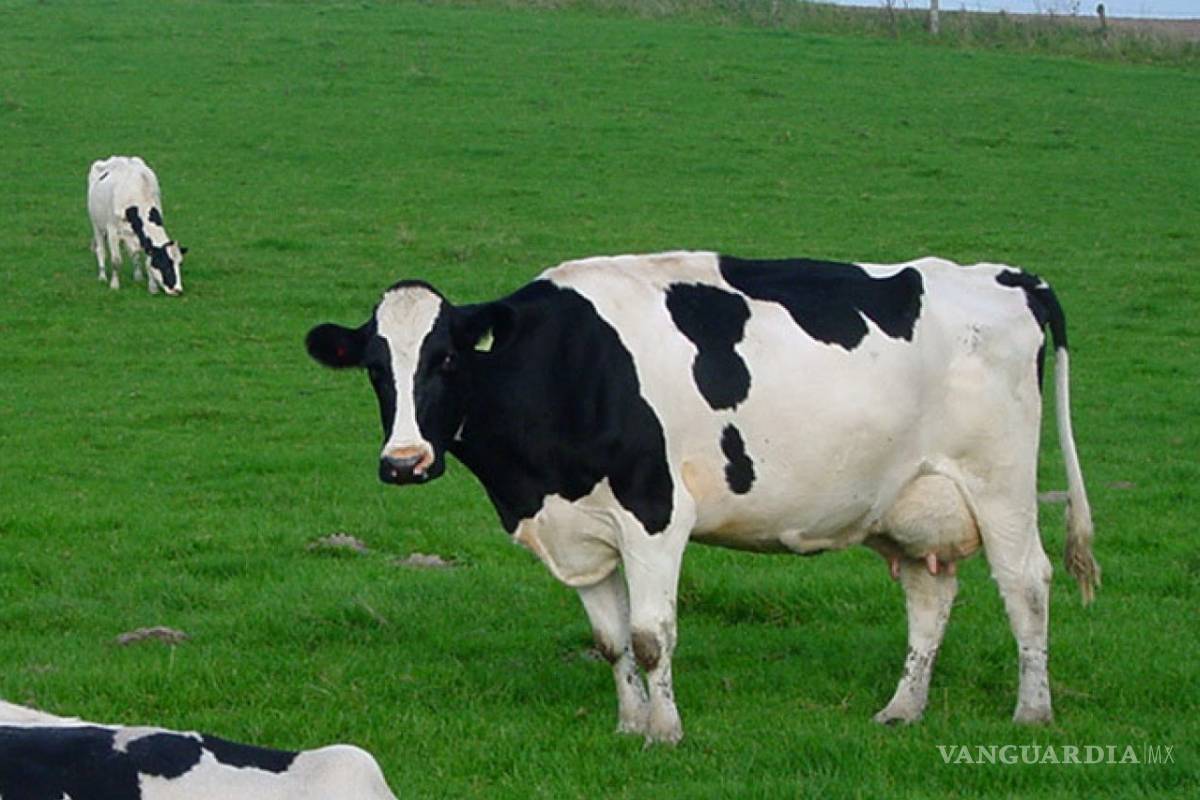 Productores de leche de Canadá, en alianza con sus similares mexicanos